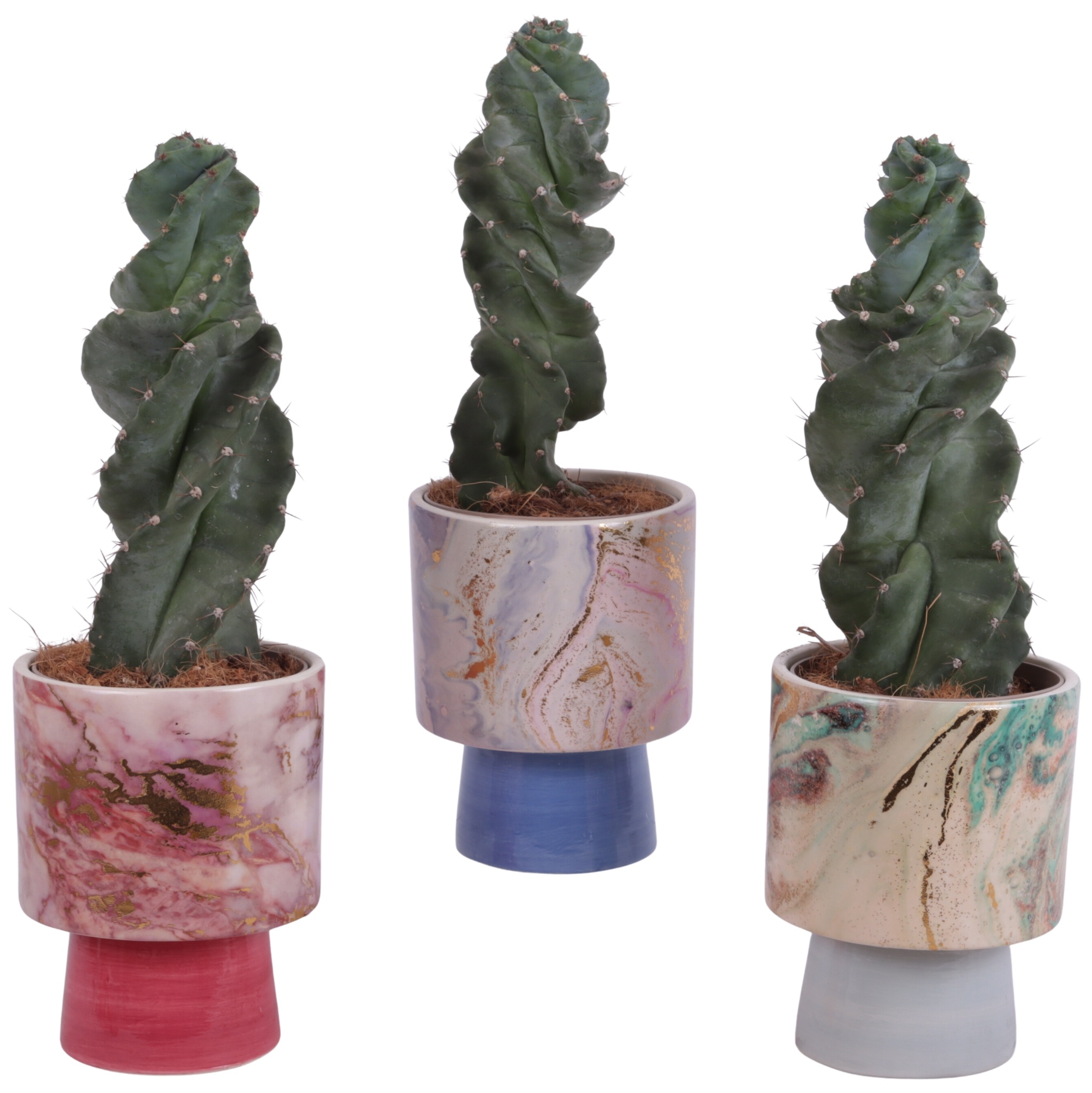 Cactus Cereus Spiralis Ø12cm in Ø14cm Ceramic FB676, D 14