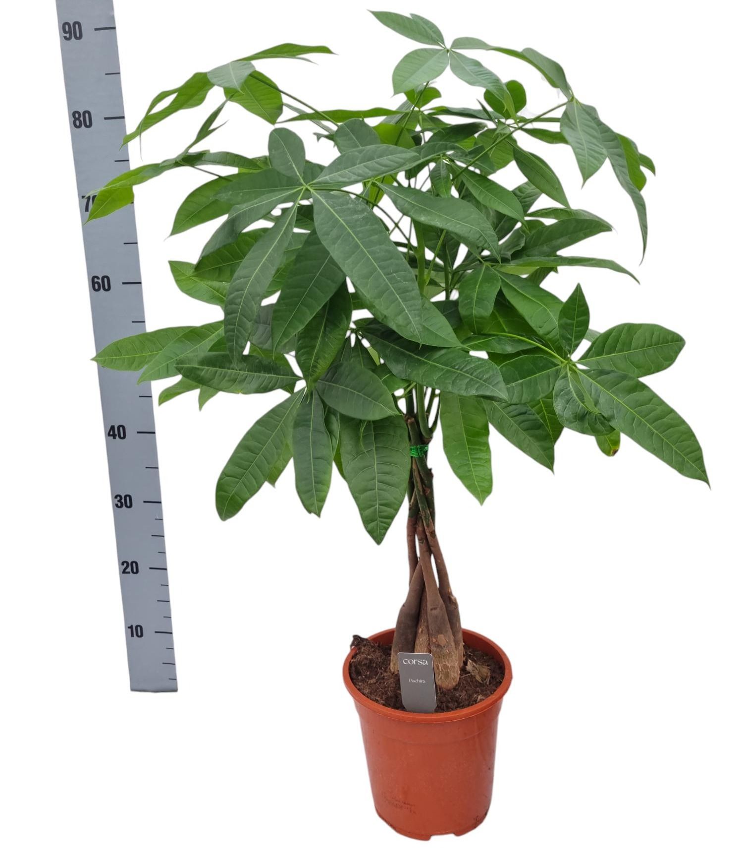 Pachira aquatica 19 cm 35 hout, D 19