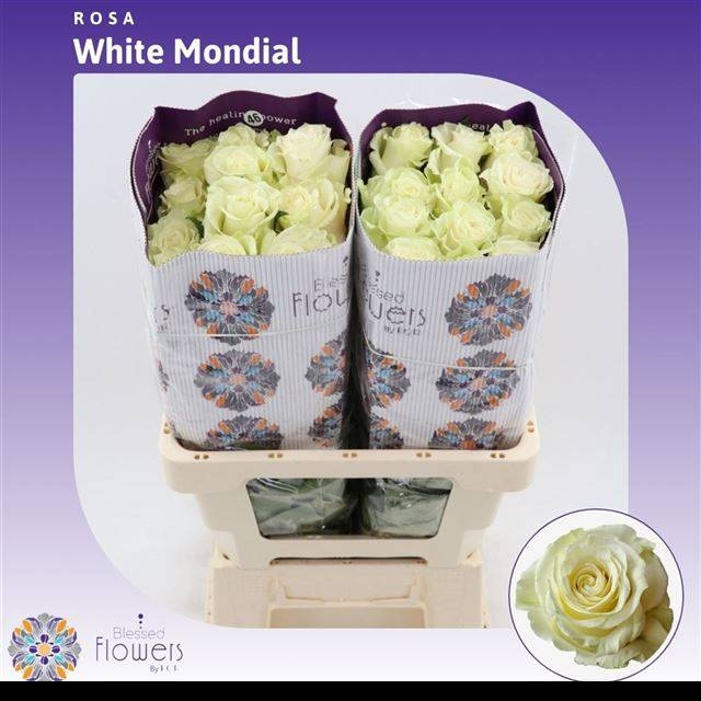 Роза од. Мондиаль 70, шт.