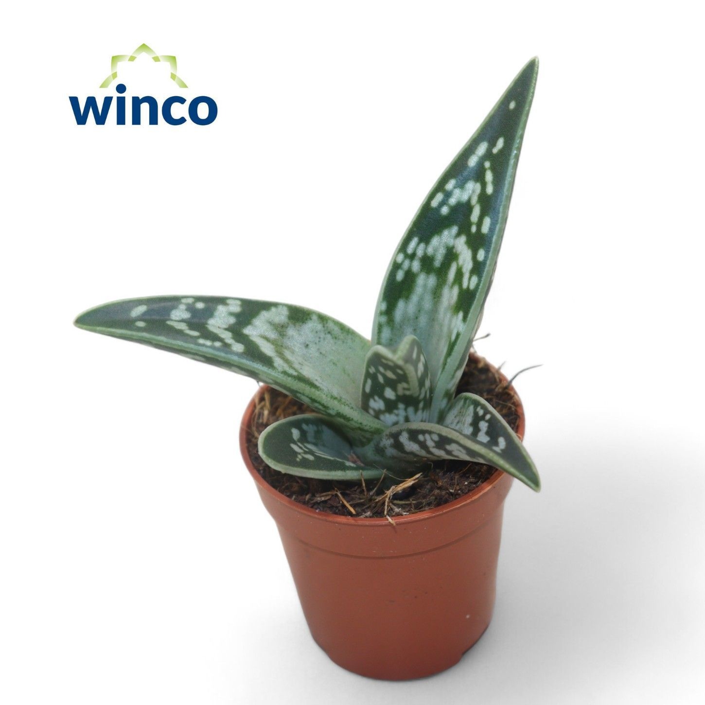 Aloe Variegata, D 8,5