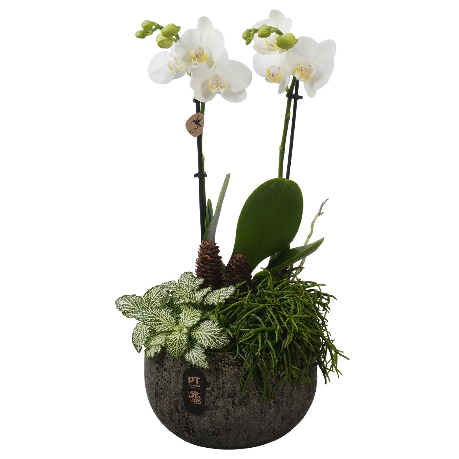PTPAE1704 Arrangement Phalaenopsis Autumn Exclusive in keramiek schaal, D 19 cm
