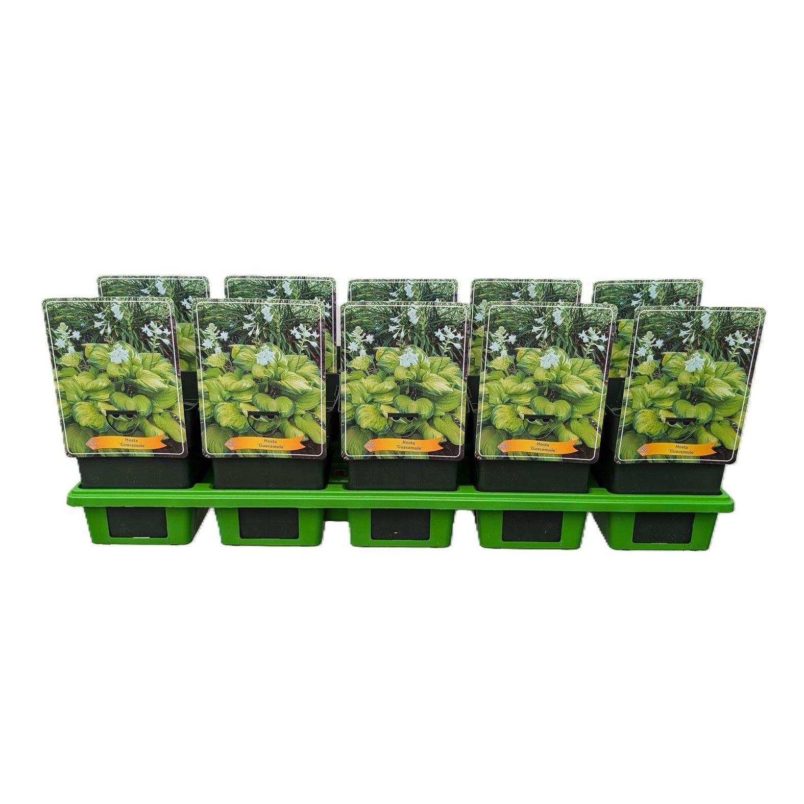 Hosta 'Guacamole' P11, D 11 cm