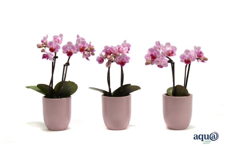 Hugo p06 silver pink Tiny Dolls pink 2T10+ Aqu@, D 6