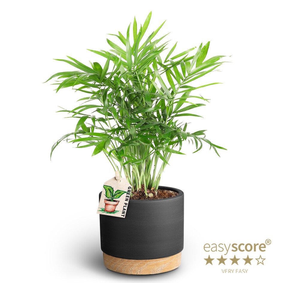 Woodbase Liquorice, Chamaedorea elegans, D 10 cm