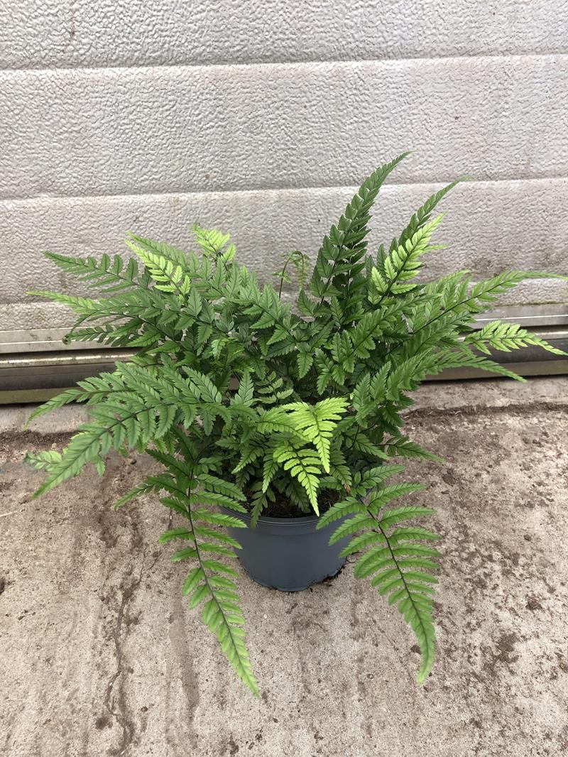 ETHYRIUM SPICATUM/POLYSTICHUM, D 12