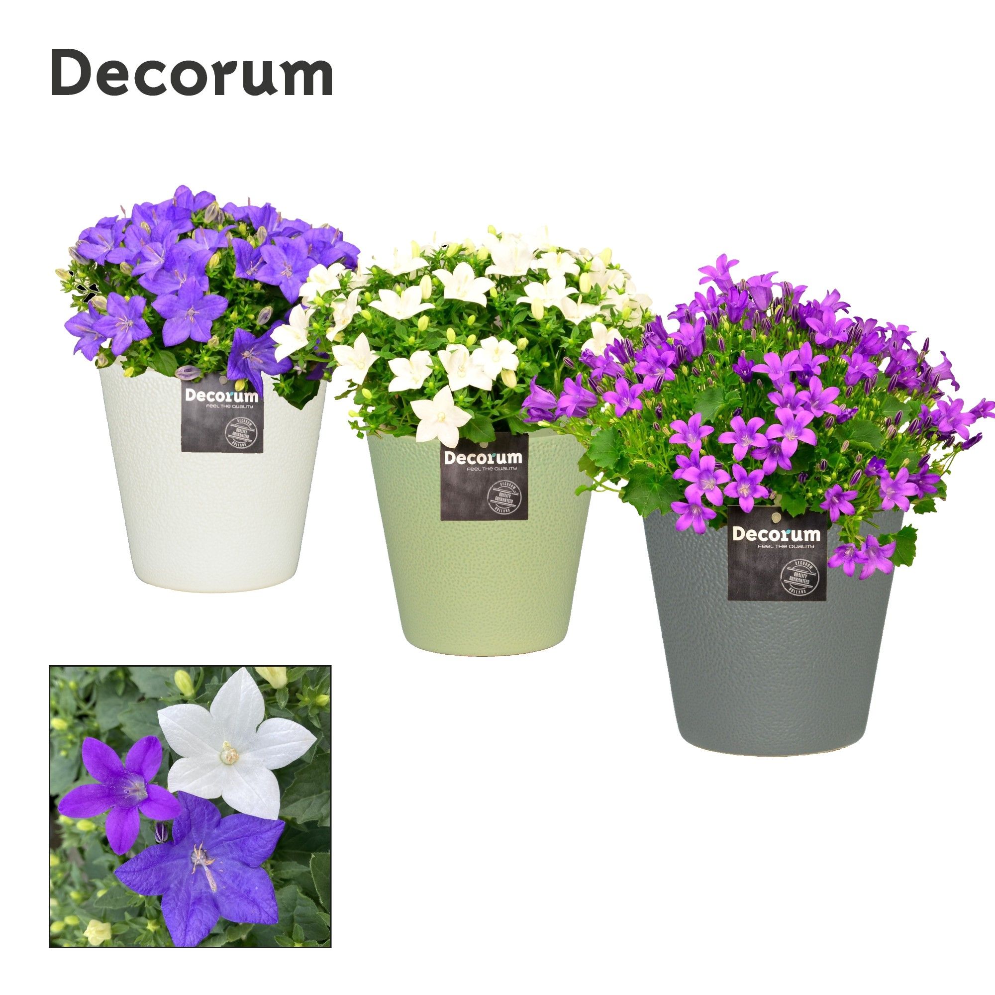 Campanula Mix in Ruby Decorum, D 13