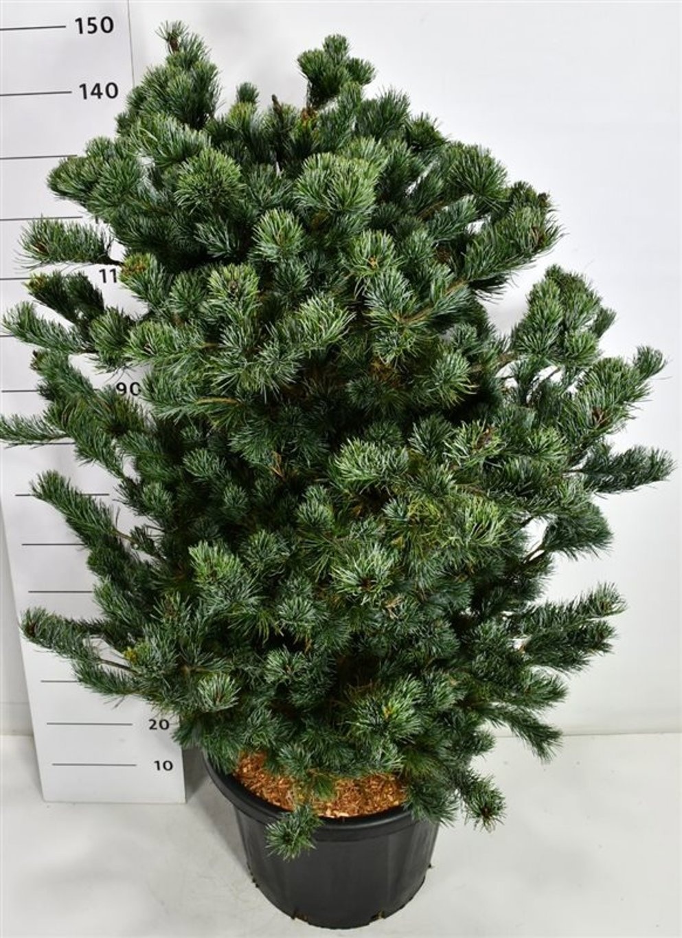 Pinus parv. 'Negishi', D 48