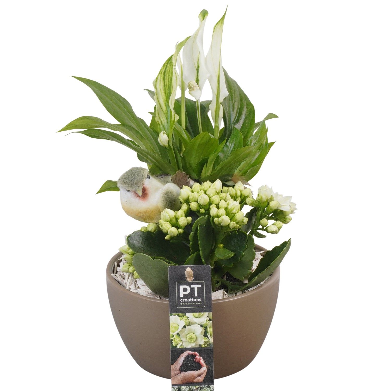 PTIB6447 Arrangement Indoor in keramiek schaal, D 14 cm PTIB6447 Arrangement Indoor in keramiek schaal, D 14 cm