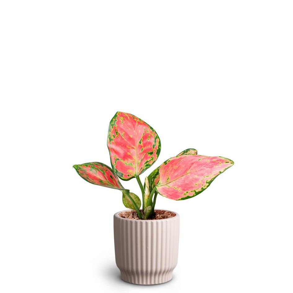 Nordic Lillac, Aglaonema Pinky Promise, D 7 cm