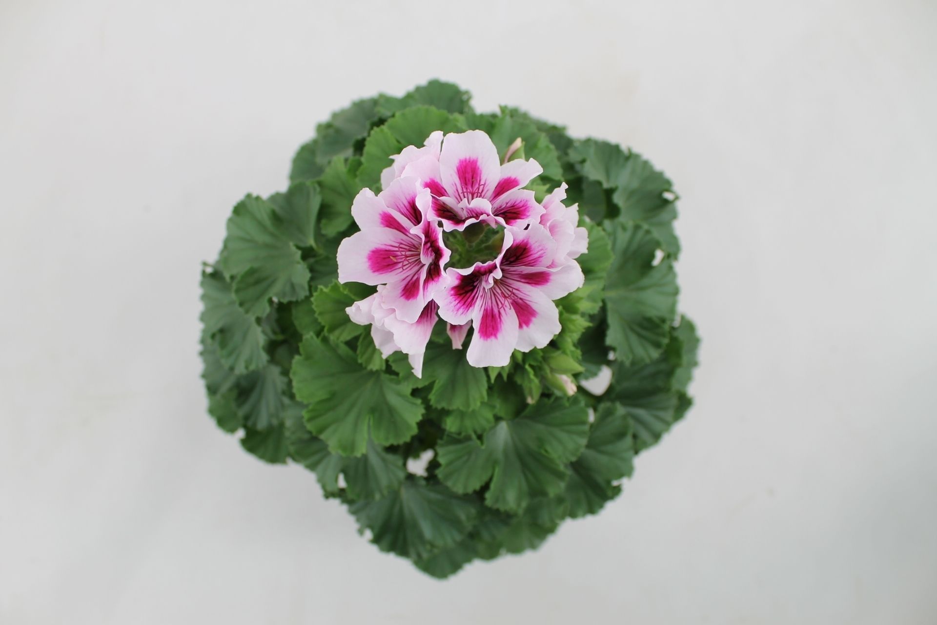 Pelargonium Grand Regalia Lilac, D 12