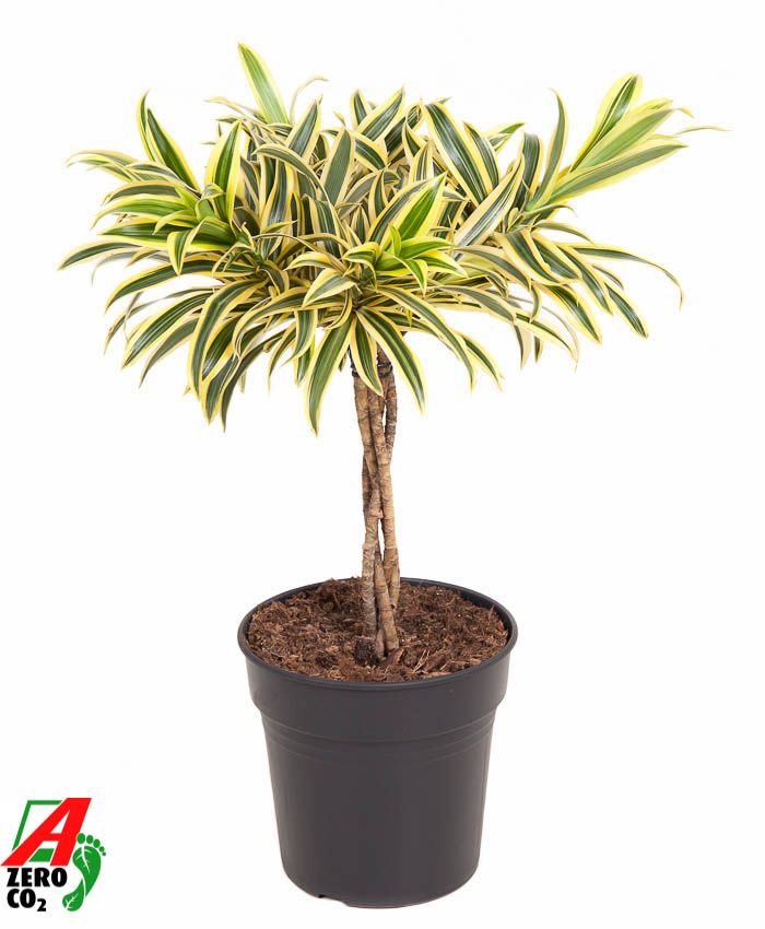 Dracaena Song Of India gevlochten stam P21, D 21 cm