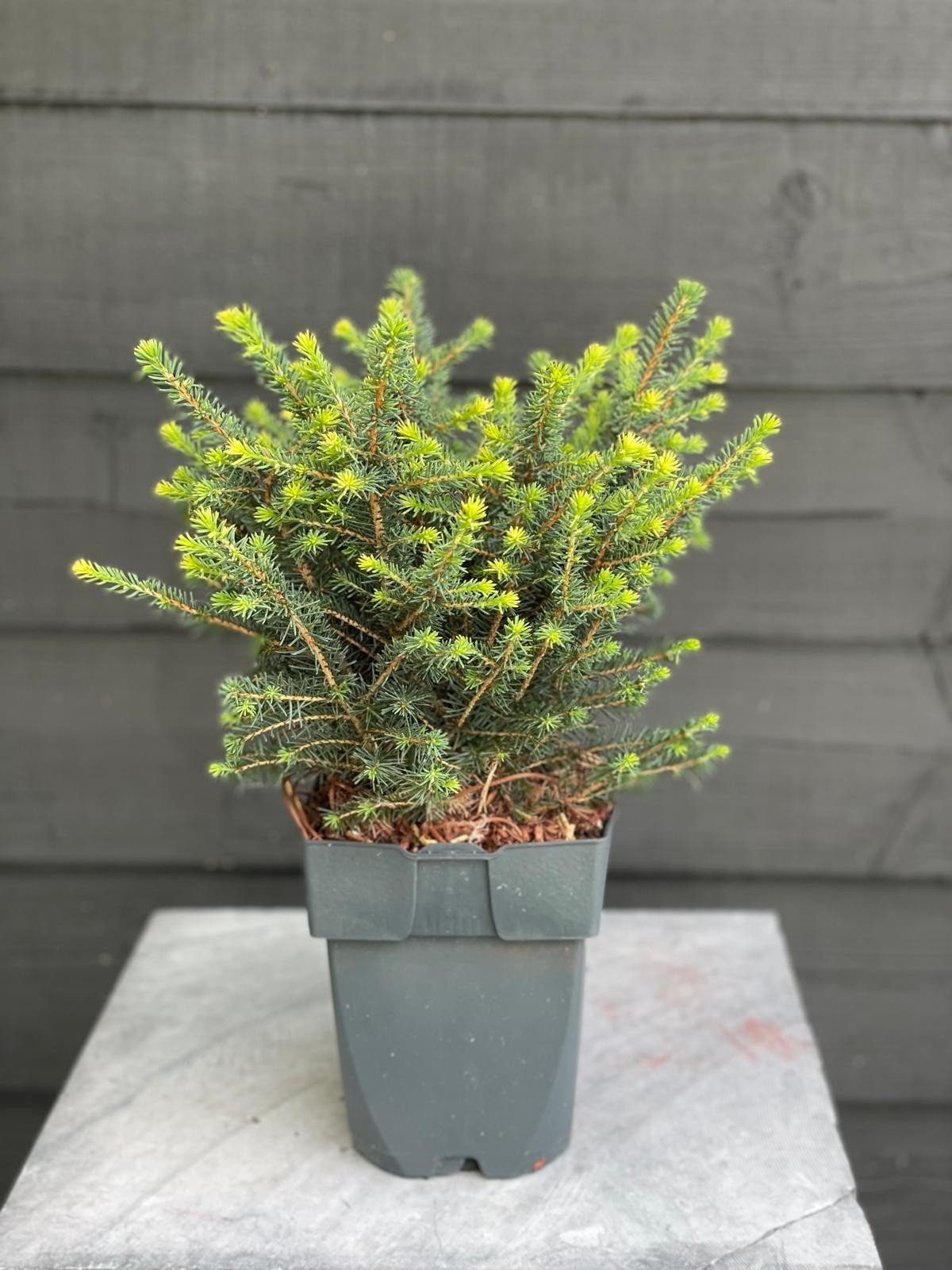 Picea omorika 'Karel' P17, D 17 cm