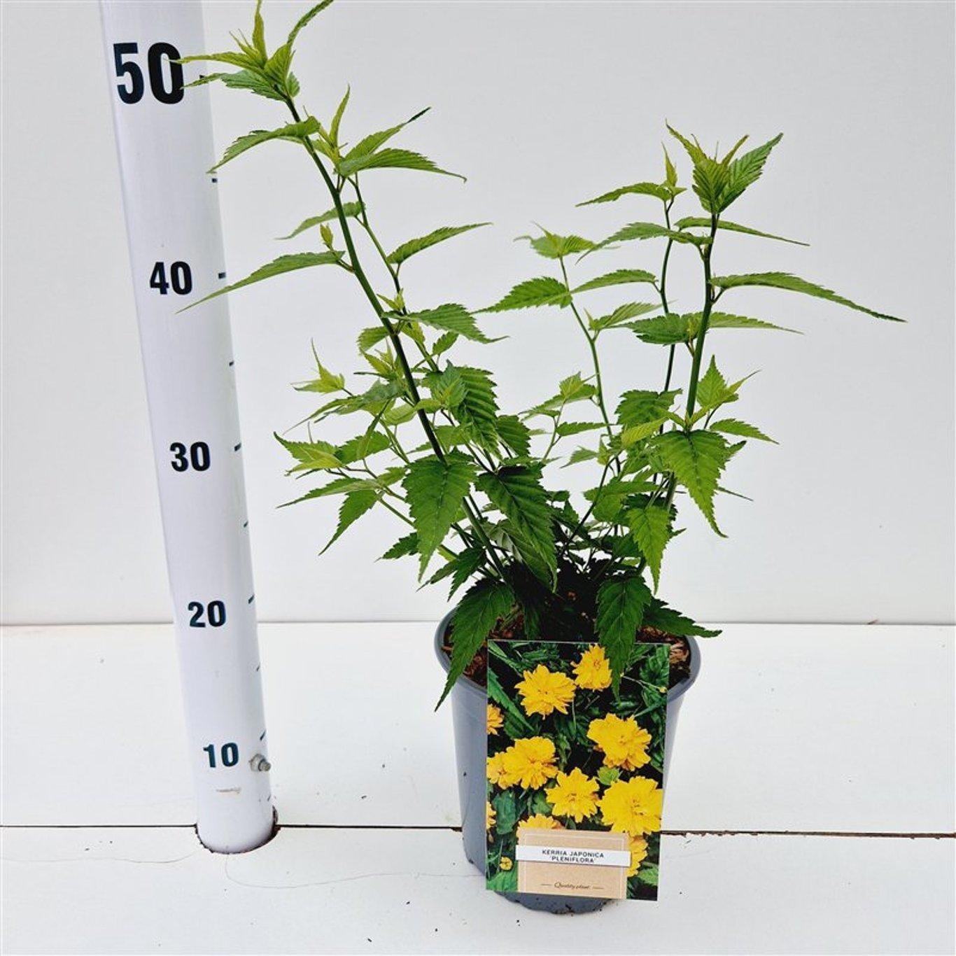 Kerria jap. 'Pleniflora' - gestokt 40 cm, D 17 cm