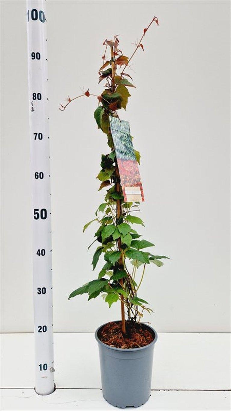 Parthenocissus tr. 'Veitchii' - gestokt, D 15 cm