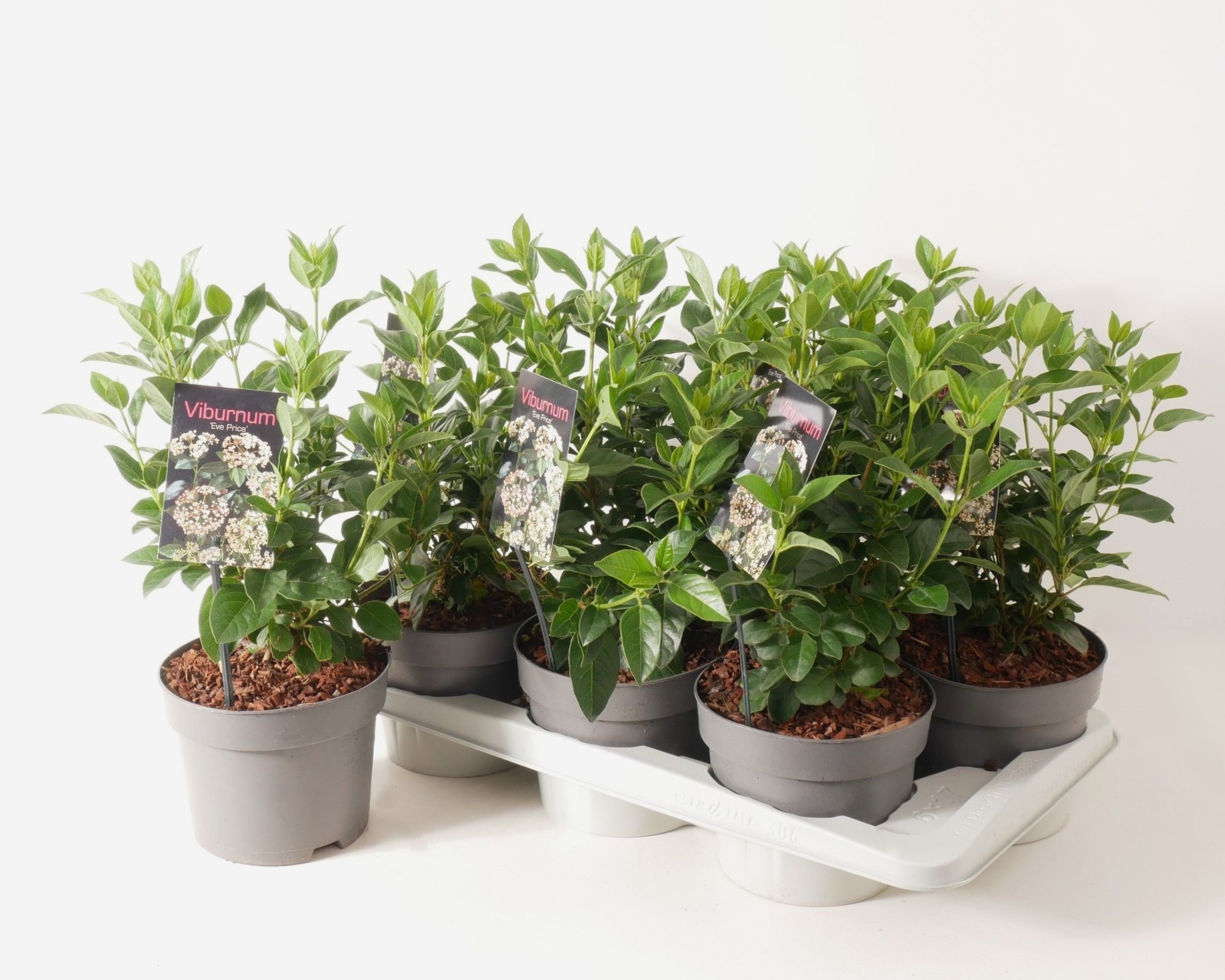 Viburnum tinus 'Eve Price' P17, D 17 cm