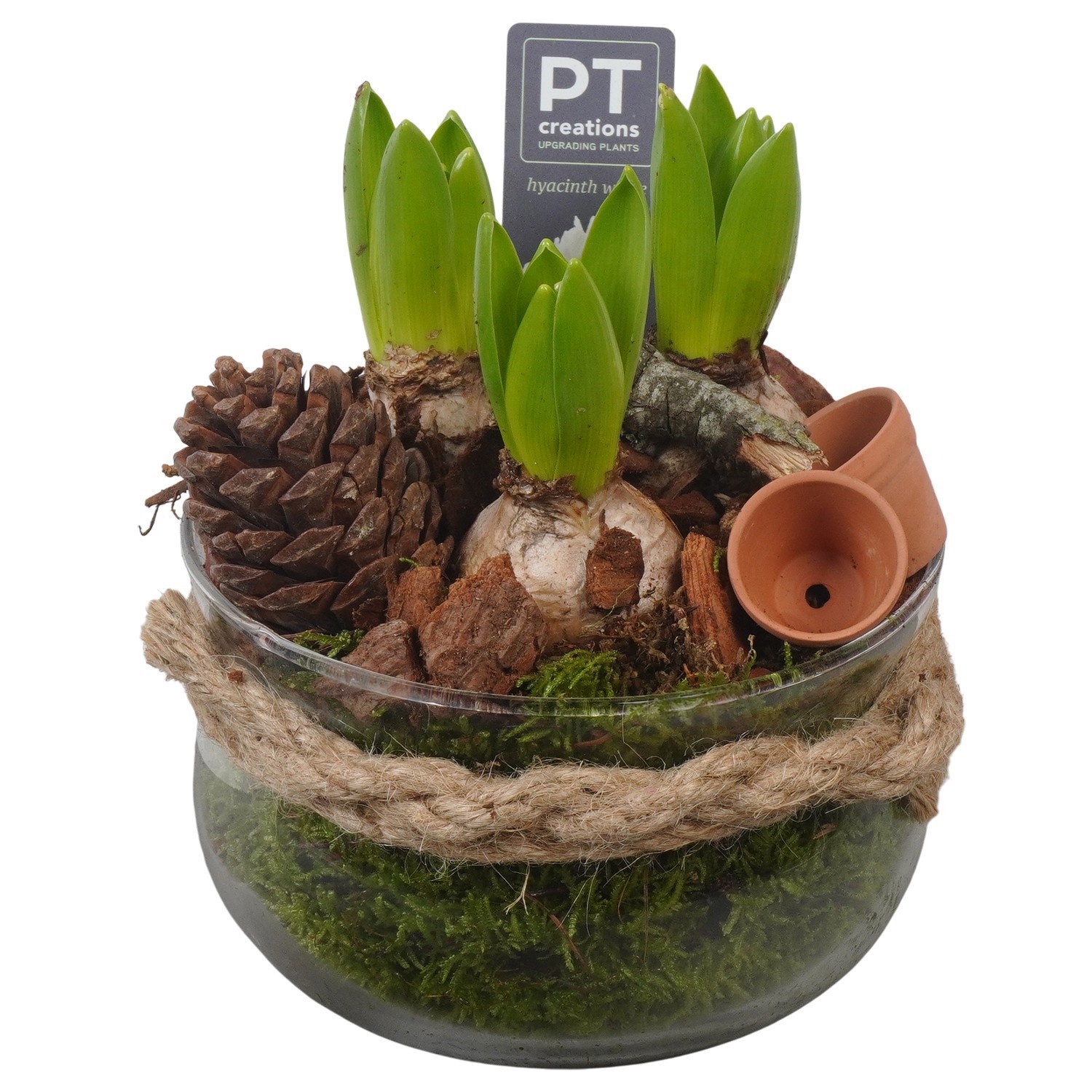 PTWH4034 Arrangement Winter Hyacint in glas schaal, D 16