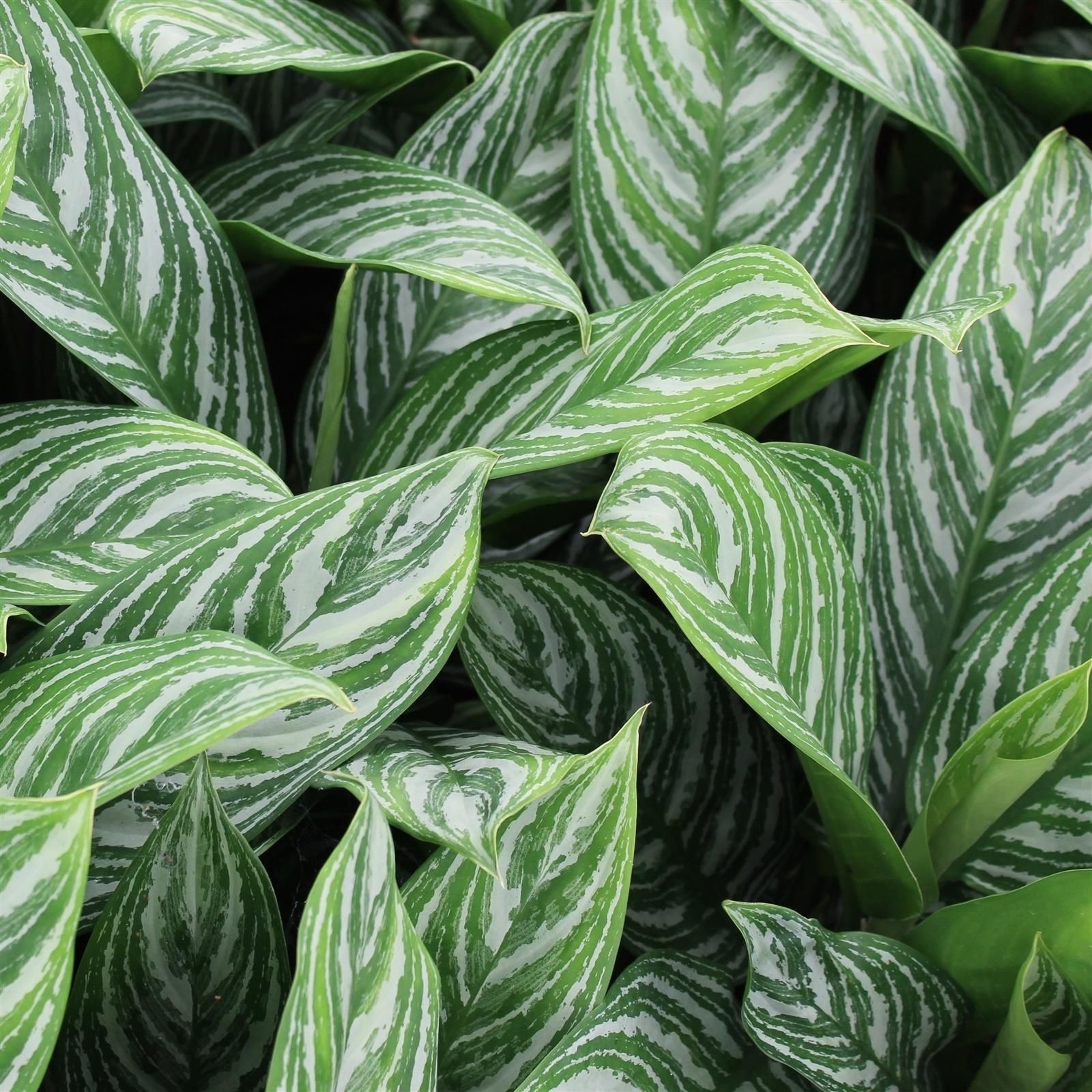 Green Agla 'Stripes' (Aglaonema), D 14