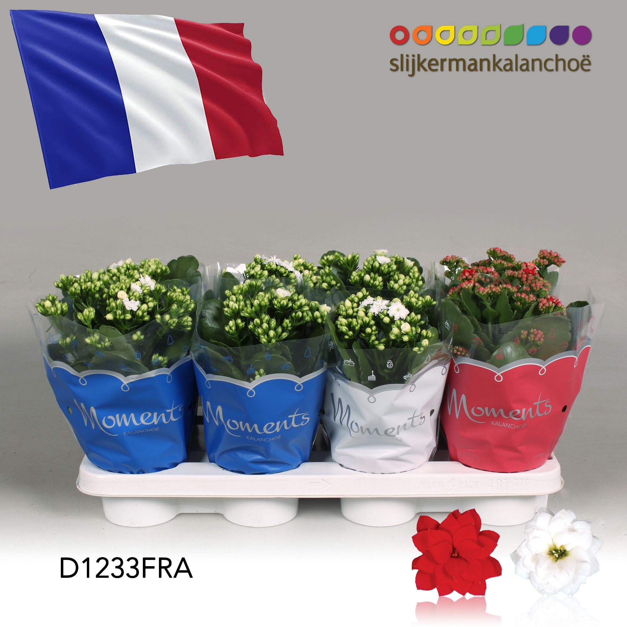 Kalanchoe Moments - France flag, D 12