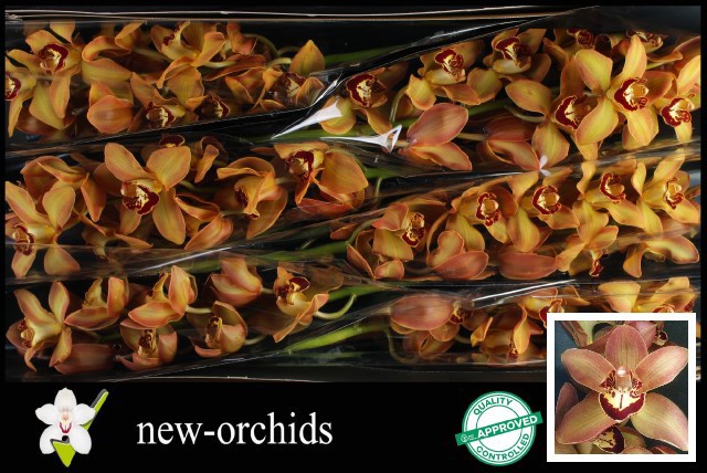 Цимбидиум Чарли Браун x6 80, шт.