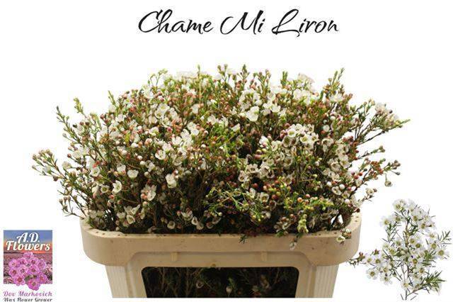 Шамелациум Лирон 70, шт.