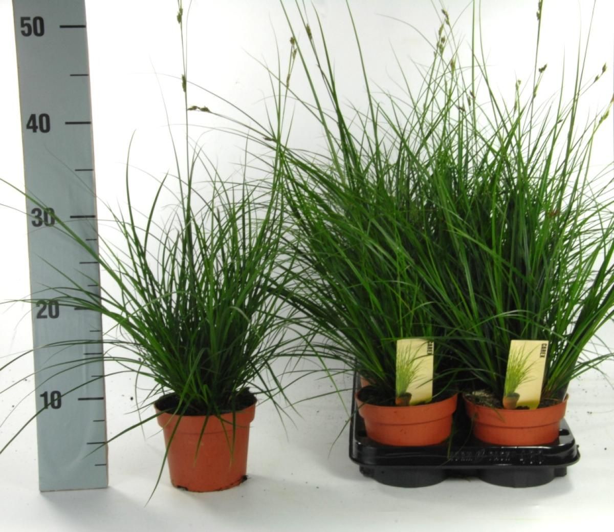 Carex brunnea, D 12