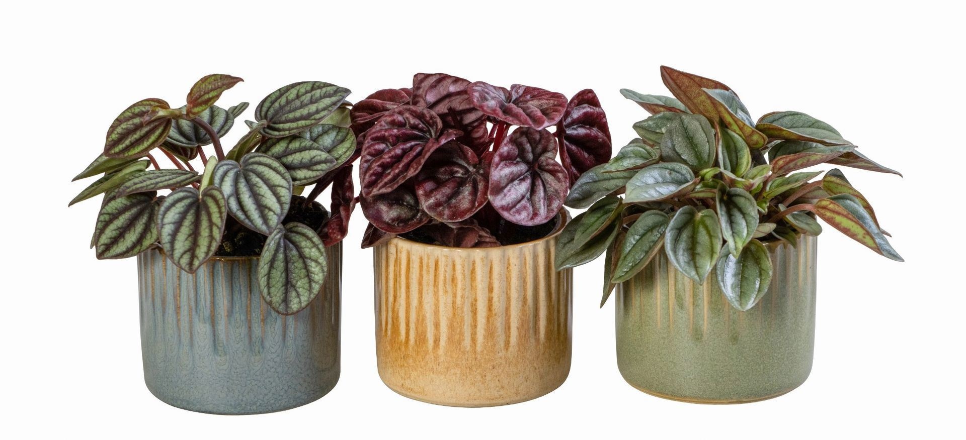 L 66034 With Peperomia Caperata Mix 6 cm, D 6