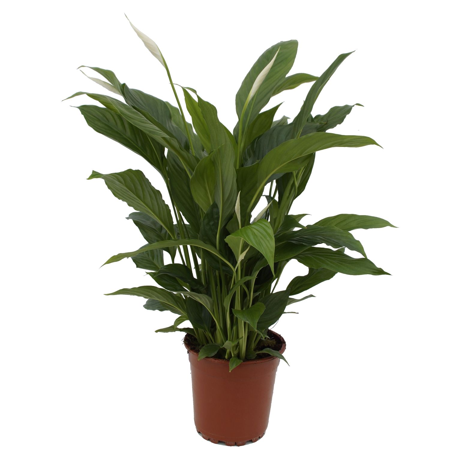 Spathiphyllum Torelli P17, D 17
