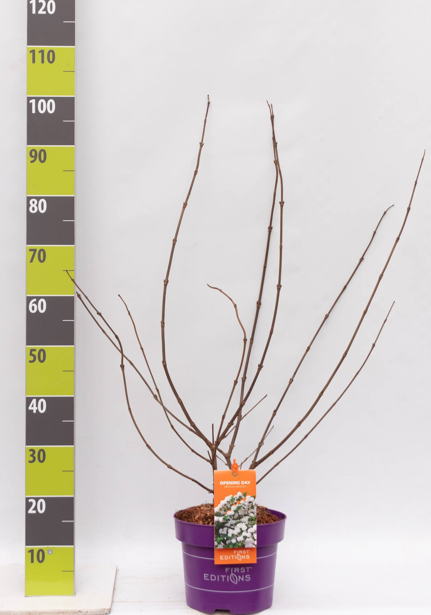 Viburnum plicatum 'Opening Day' C 4,6, D 23
