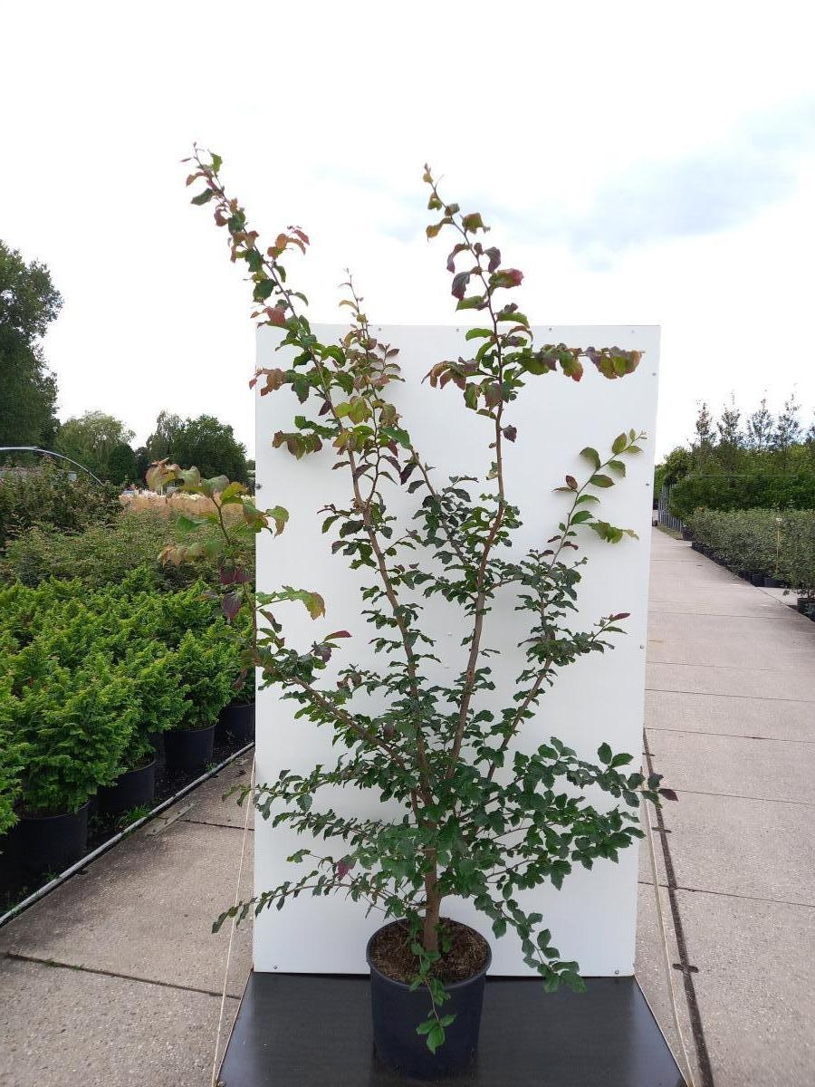 Parrotia persica, D 40