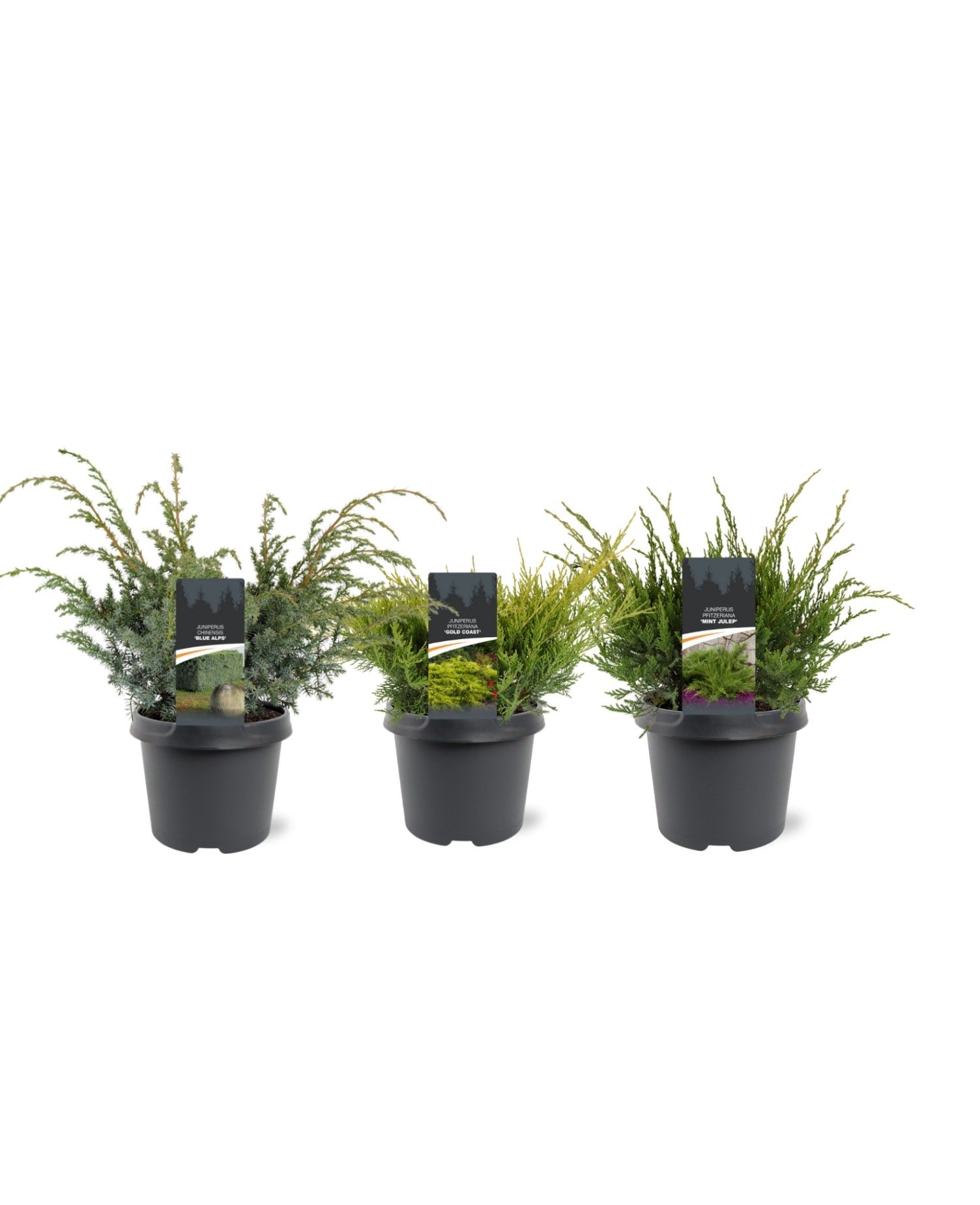 Juniperus mix struikvormig, D 19 cm Juniperus mix struikvormig, D 19 cm