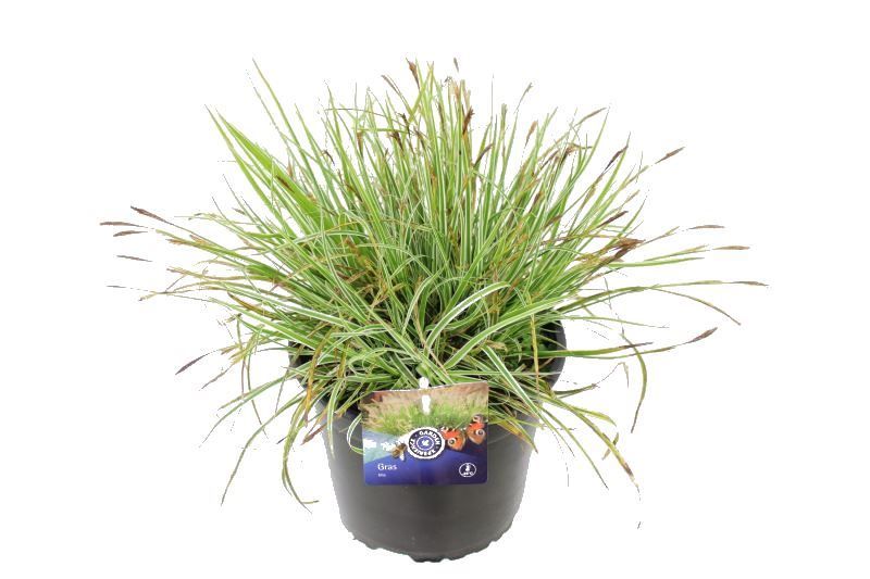 Carex overige, D 17