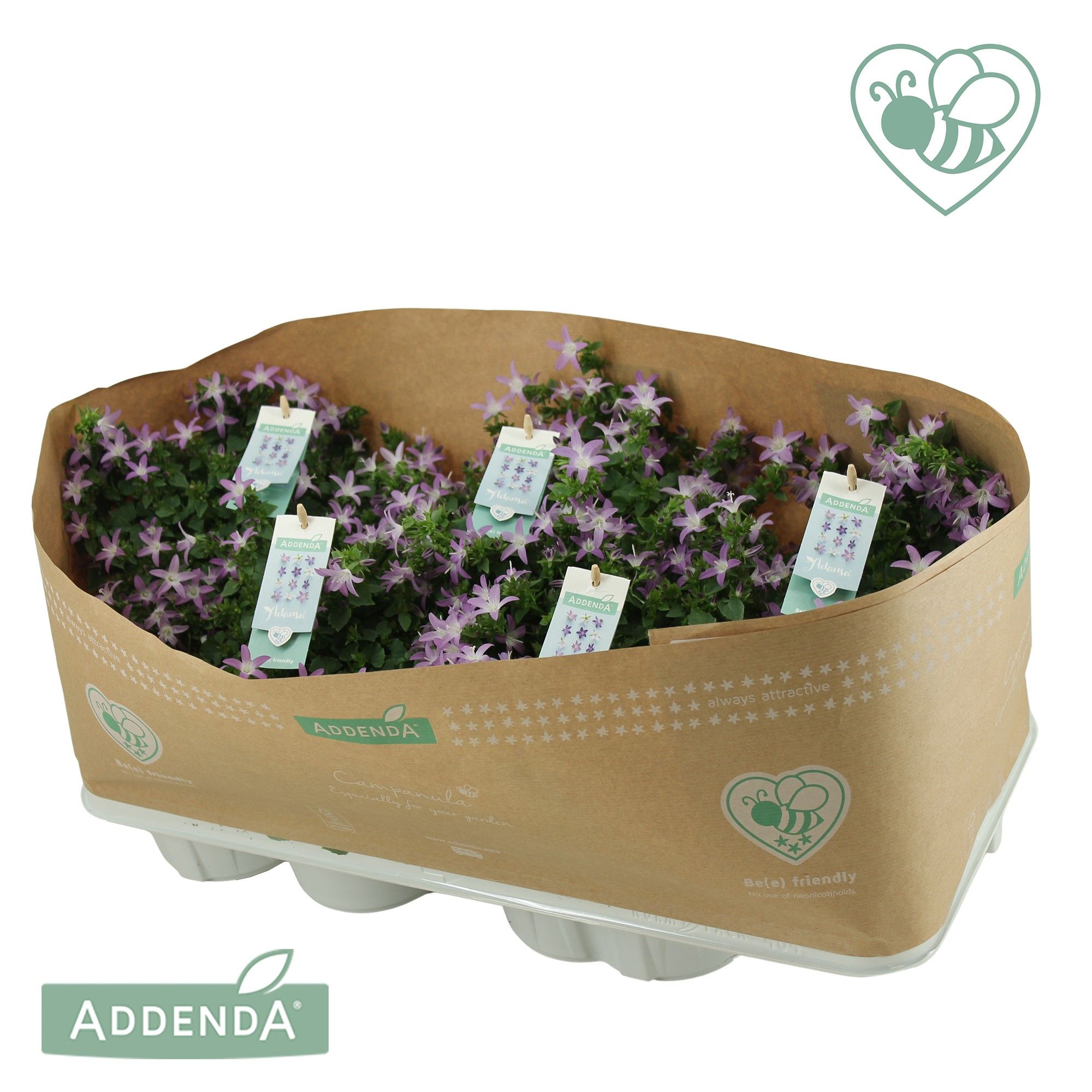 Campanula Adansa® Pink, D 15