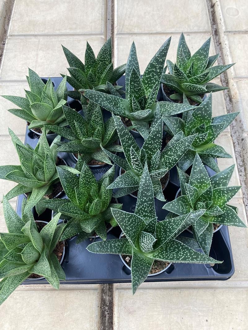 SUCCULENT 'MIX 520000', D 6 cm