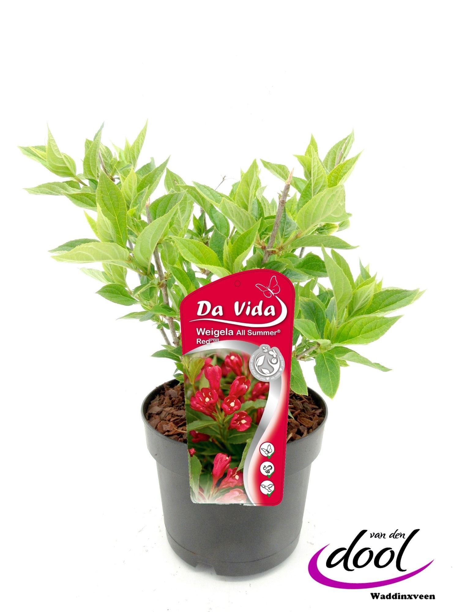 Weigela All Summer Red, D 19
