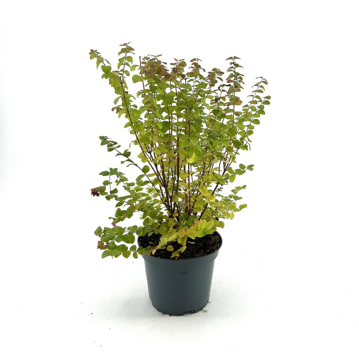 Symphoricarpos d. 'Magic Berry', D 19