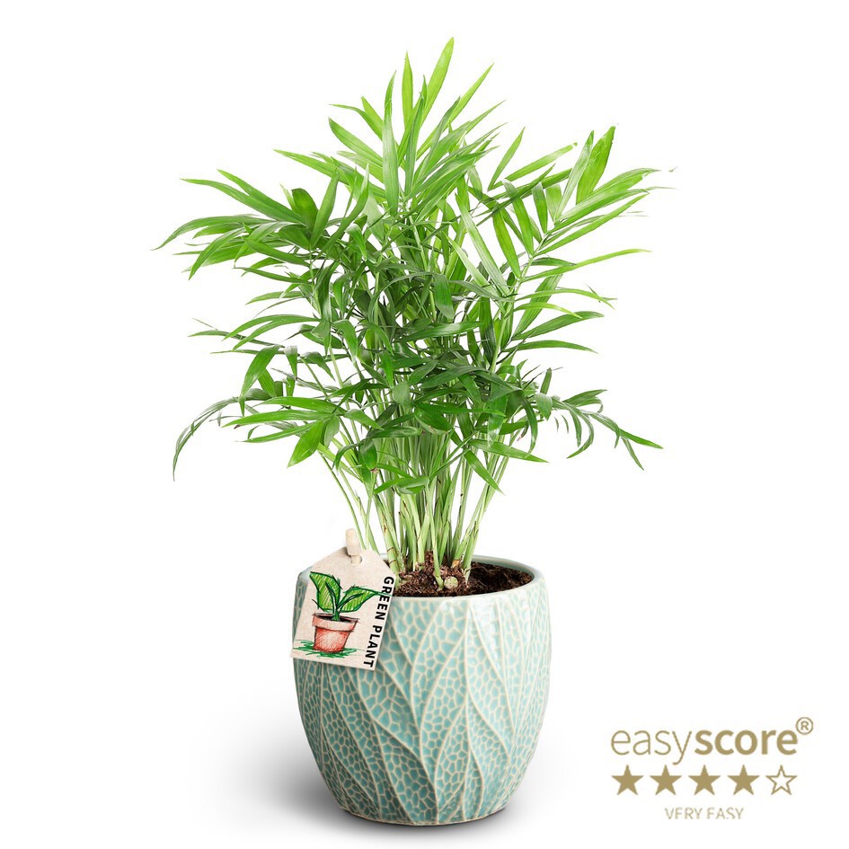 Leaf Ocean, Chamaedorea, D 10