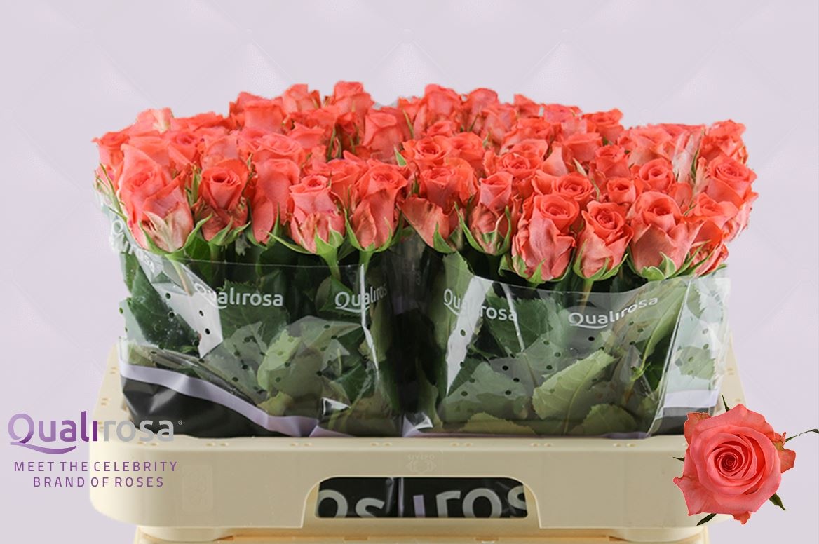 Роза од. Санкара 60, шт. Роза од. Санкара 60, шт.