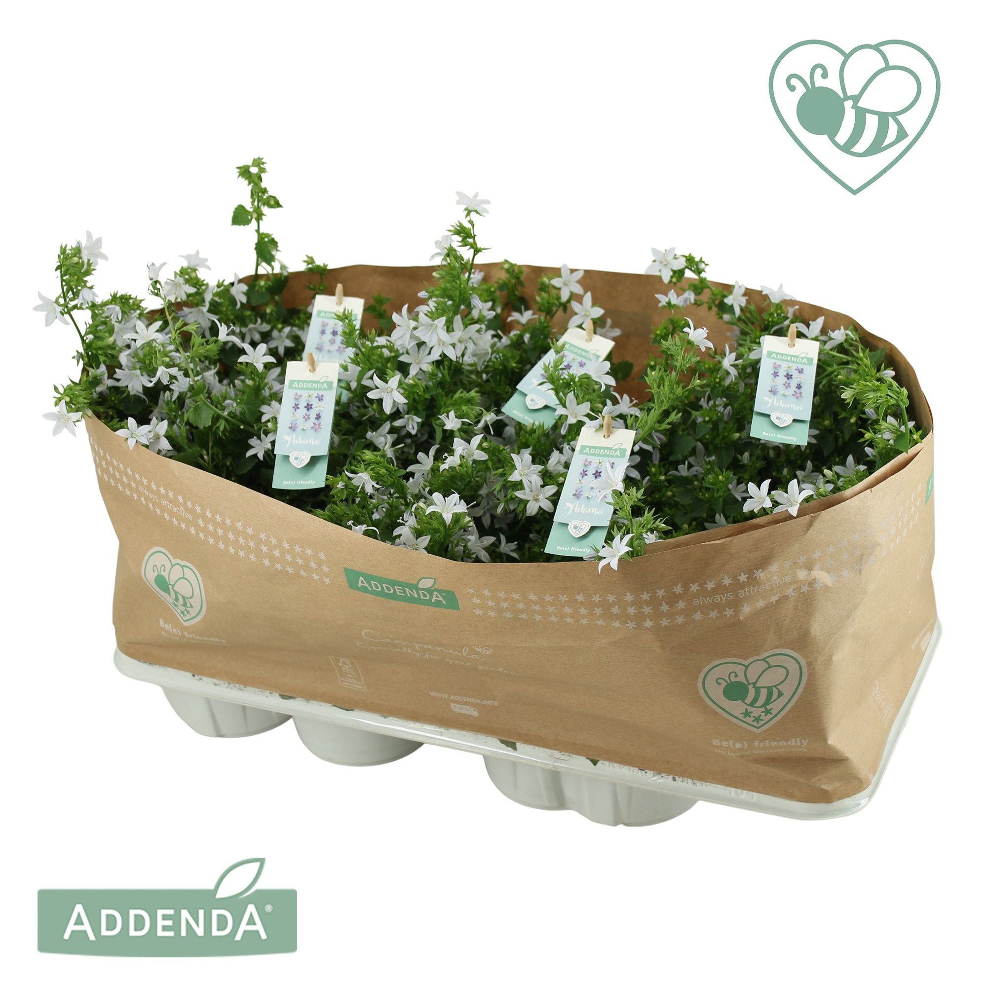 Campanula Adansa® White, D 15