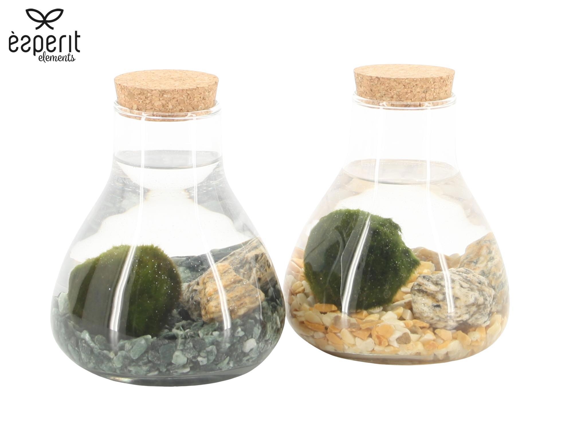 90526: Marimo arrangement, D 10 cm 90526: Marimo arrangement, D 10 cm