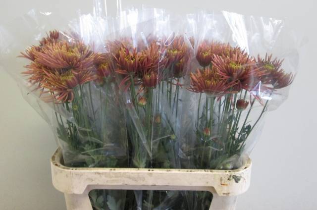 Хризантема од. Тула Купер 80, шт.