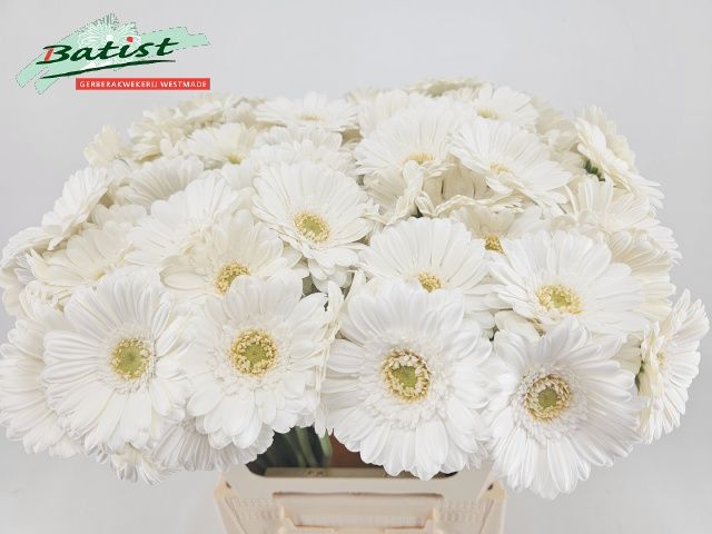 Гермини Лобби, шт.