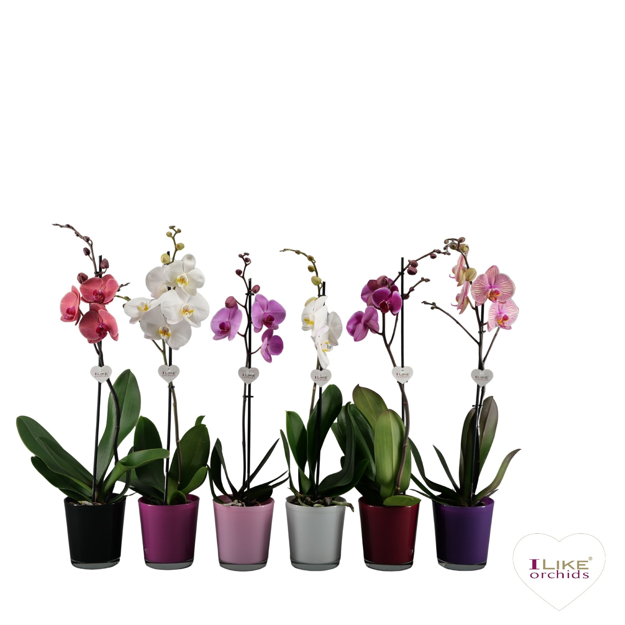 Phalaenopsis mix - 1 tak 70cm in Jackson mix, D 12