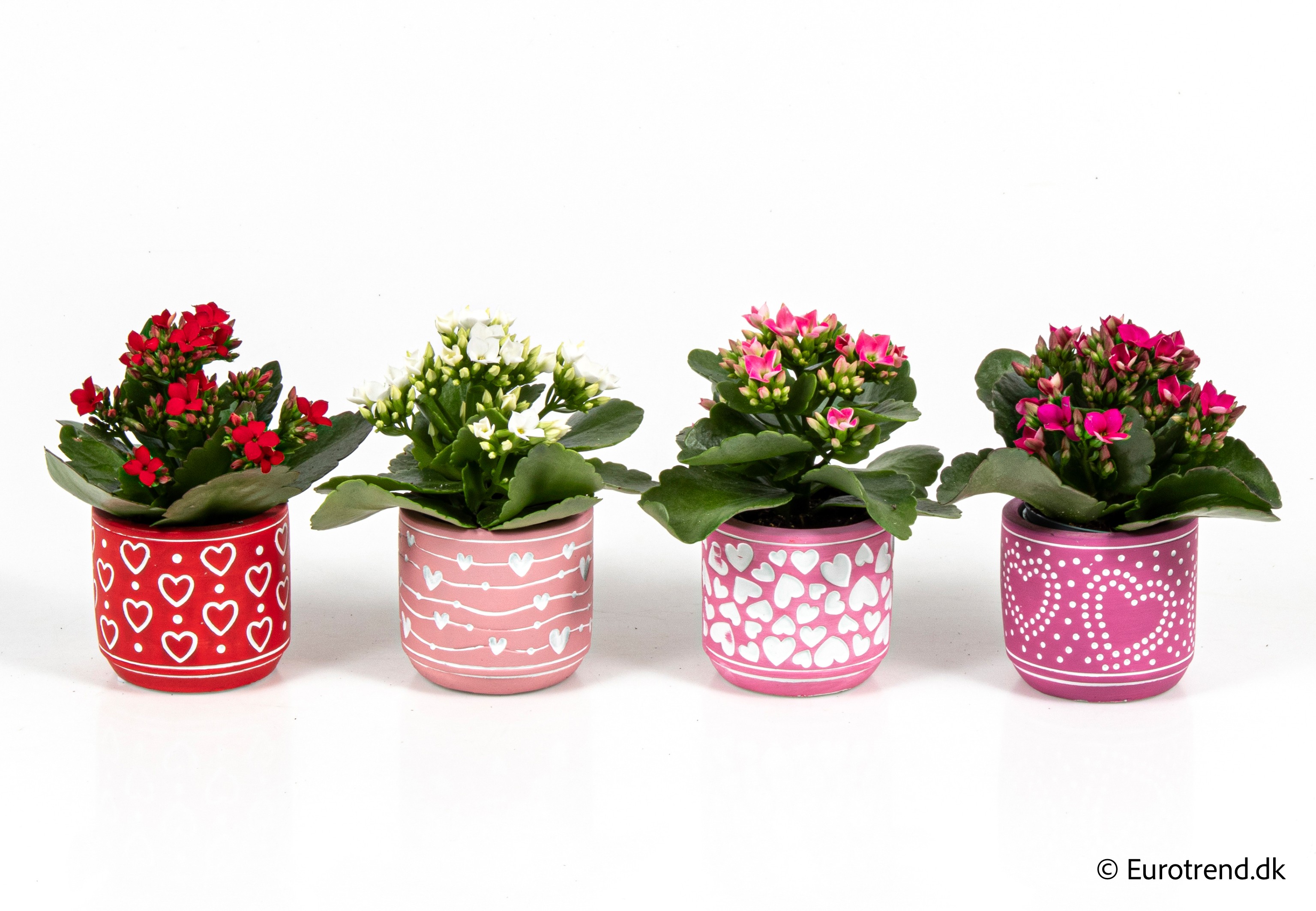 Kalanchoe in Valentine ceramic 2026, D 6