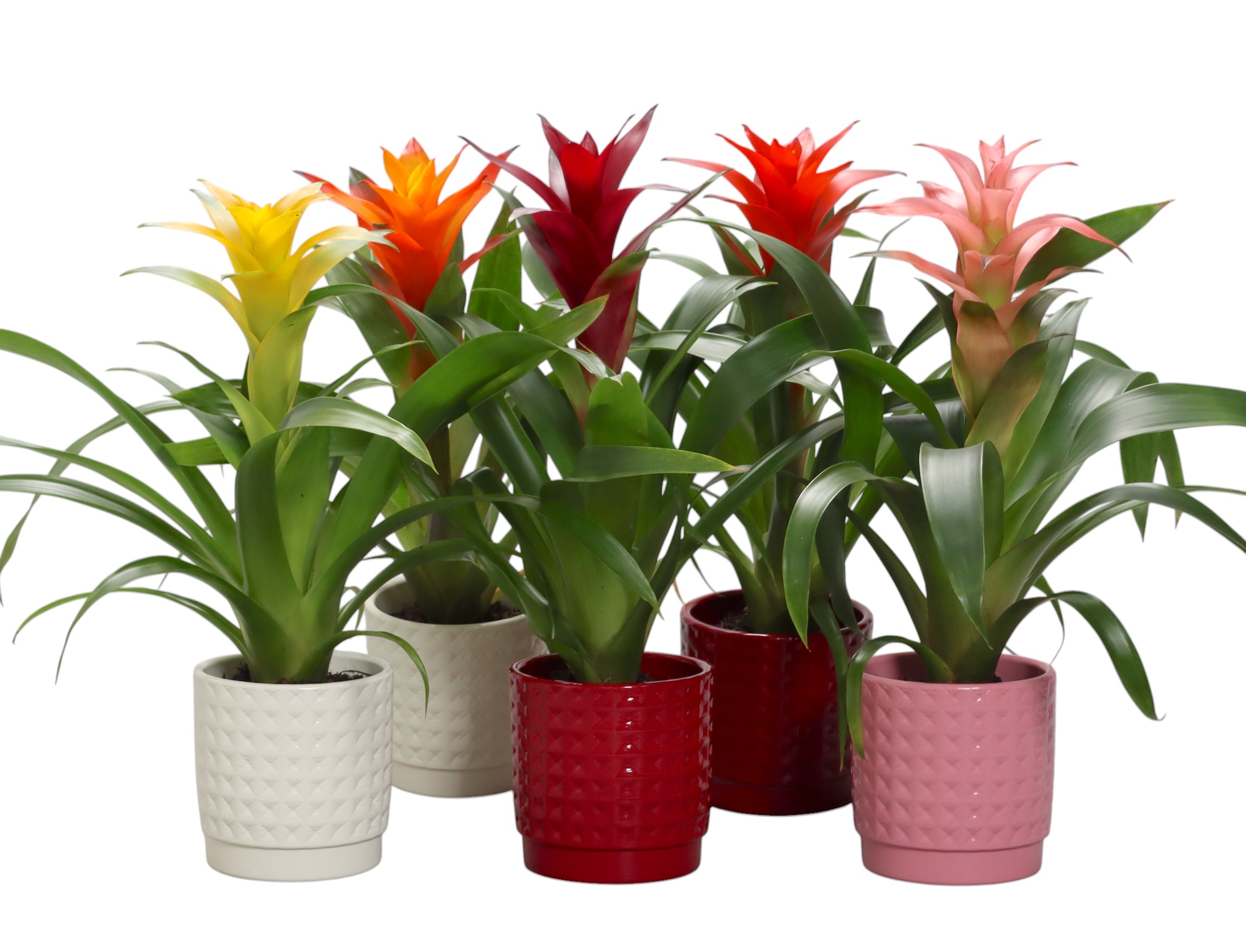 Guzmania gemengd in 3kl. ruit keramiek, D 10