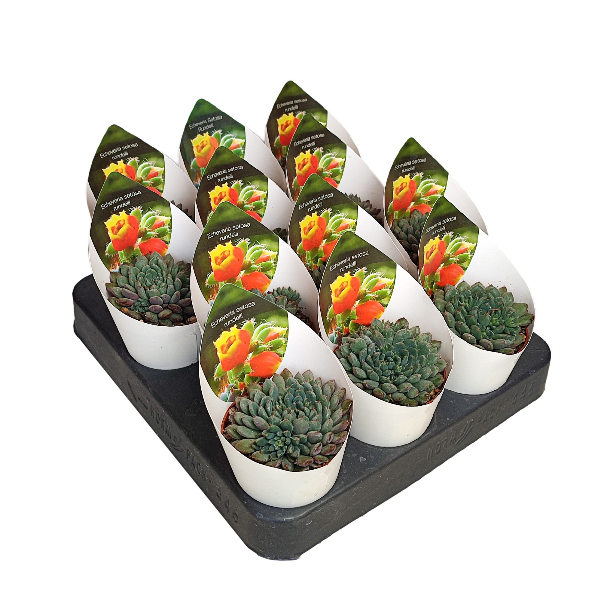 ECHEVERIA SETOSA RUNDELLI - POT Ø 6,5 WITH POTCOVER (SUCCULENTEN), D 6,5