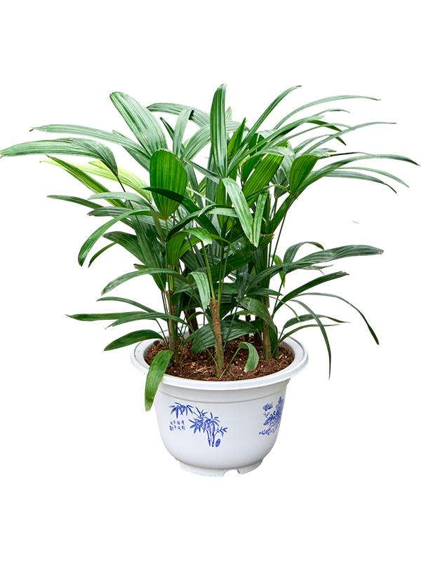 Rhapis excelsa, D 25 cm