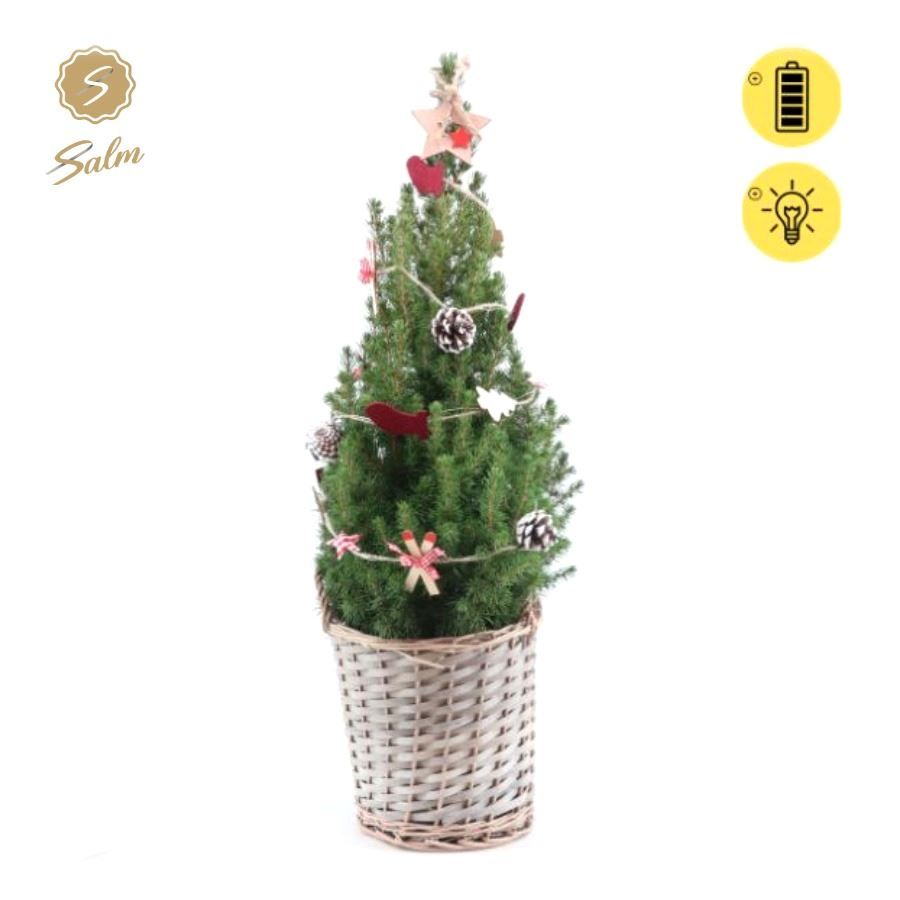 Picea gl. 'December'® P19 in Basket + Winterlight-Ski + Star on Loop, D 21 cm