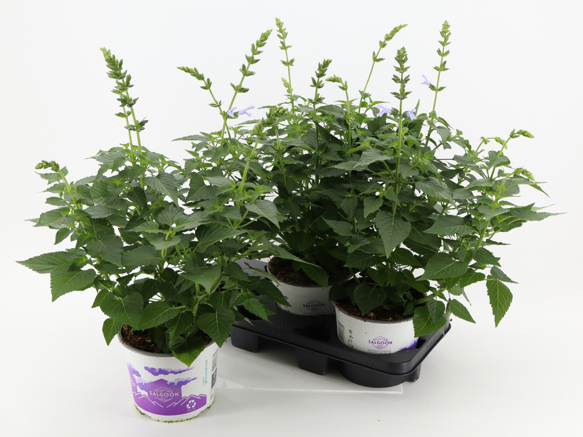 Salvia Salgoon Lake Silvretta, D 19 cm