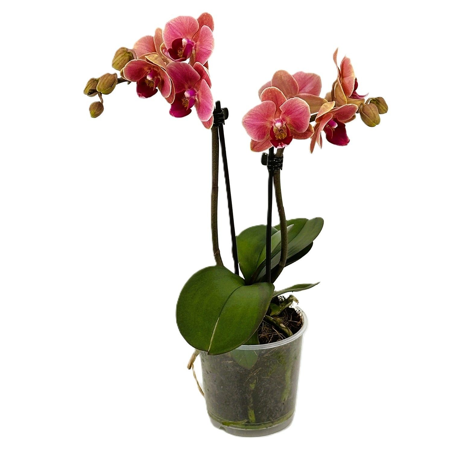 Phal. 2 tak 'Betha' 9 cm Topf 'Table Dance', D 9