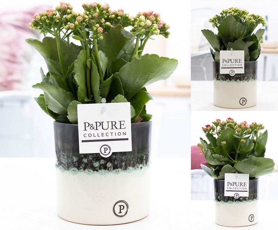 Kalanchoe mix in P&PURE Illusion cer. (perfectly imperfectable), D 12 cm Kalanchoe mix in P&PURE Illusion cer. (perfectly imperfectable), D 12 cm